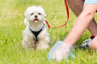 Une personne ramasse les crottes de son chien