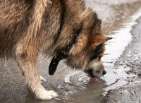 Un chien boit dans une flaque d'eau