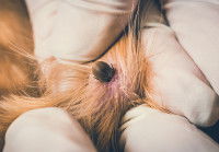 Un gros plan sur un parasite dans la fourrure d'un chien