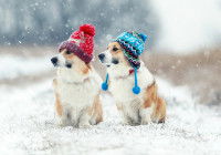 Deux Corgis sous la neige qui porte des bonnets