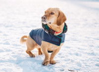 Un chien qui porte un manteau marche dans la neige