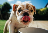 Un chien en train de boire dans une gamelle