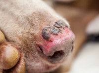 Un gros plan sur la truffe d'un chien abim&eacute;e par le soleil