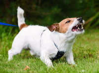 Un chien tenu en laisse grogne et se montre agressif