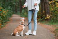 Une femme dit &agrave; son chien de s'asseoir et il ob&eacute;it