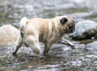 Un Pug marche dans un cours d'eau