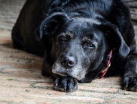 Un vieux chien fatigu&eacute; est allong&eacute; par terre