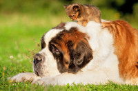Un chiot minuscule se tient sur le dos d'un Saint-Bernard