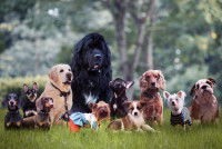 Un groupe de 11 chiens posent ensemble dans la nature