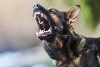 Un chien agressif aboie et montre les crocs