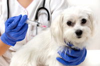 Un chien en train de se faire vacciner