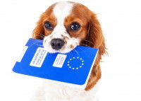 Un chien tient son passeport dans la gueule