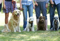Quatre chiens posent en laisse avec leurs ma&icirc;tres