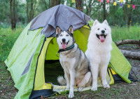 Deux chiens assis dans une tente en for&ecirc;t
