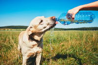 Un chien boit &agrave; la bouteille