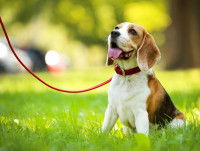 Un chien tenu en laisse assis dans l'herbe