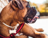 Un chien allong&eacute; portant un collier avec un m&eacute;daillon en forme d'os