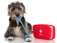 Un chien allong&eacute; &agrave; c&ocirc;t&eacute; d'une trousse de secours