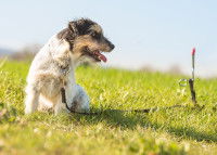Un chien en laisse accroch&eacute; &agrave; un piquet d'attache