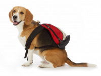 Un chien &eacute;quip&eacute; d'un sac &agrave; dos