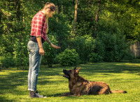 Une femme dans la nature apprend &agrave; son chien &agrave; se coucher
