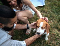 Deux personnes en train de caresser un chien