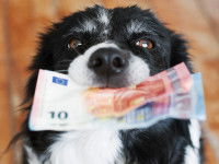 Un chien tient des billets dans sa gueule