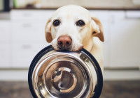 Un chien tenant sa gamelle dans la gueule