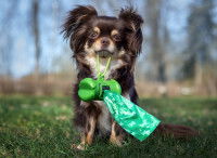 Un chien tient un distributeur de sac &agrave; d&eacute;jections dans la gueule
