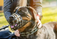 Un chien &eacute;quip&eacute; d'une museli&egrave;re