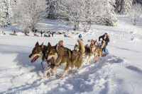 Des chiens de traîneau tirent une pulka