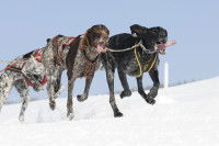 Des Braques courant dans la neige