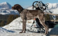 Chien de traîneau pour le ski-joëring