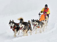 Des Huskys Sibériens tirent un musher et son traîneau