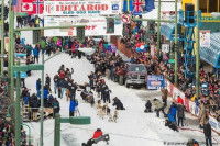 Iditarod, la célèbre course de chiens de traîneau