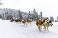 Des Huskies Sibériens et leur musher sur un sentier de course
