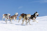 Des chiens de traîneau courent sur la neige