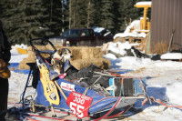 Des chiens de traîneau blessées et transportés