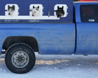 Un camion transportant des chiens de traîneau
