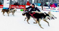 Des chiens de traîneau courent sur la piste