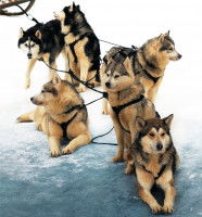 Des chiens de traîneau à l'arrêt