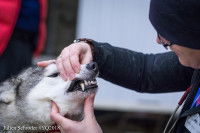 Un Husky Sibérien subit un examen des dents