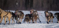 Des chiens de traîneau courent sur la neige