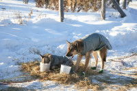 Des chiens de traîneau se reposent et s'abreuvent