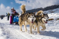 Un traîneau tiré par deux Huskies de Sibérie