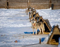Des chiens et leur niche sur la neige
