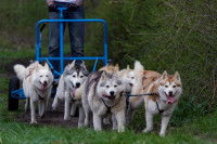 Cours de conduite de traîneau pur un attelage de chiens