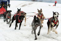 Des chiens tirent ensemble en traîneau 