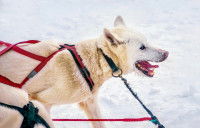 Un chien de traîneau attaché par le harnais aux autres chiens