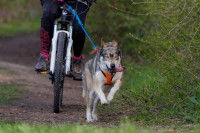 Les chiens de traîneau : sélection, formation & entraînement...